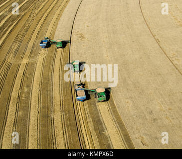 Luftaufnahme von drei JOHN DEERE MÄHDRESCHER ERNTEN 95 - 100 BU. Weizen IN TEXAS PANHANDLE Stockfoto