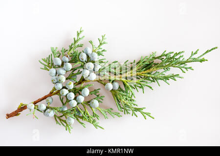 Savin Juniper mit reifen grünen Beeren/Juniperus sabina/Jalovec chvojka (klášterní chvojka, klášterská chvojka) Stockfoto