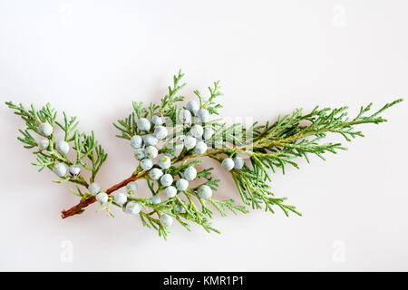 Savin Juniper mit reifen grünen Beeren/Juniperus sabina/Jalovec chvojka (klášterní chvojka, klášterská chvojka) Stockfoto