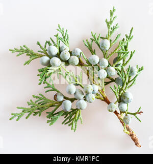 Savin Juniper mit reifen grünen Beeren/Juniperus sabina/Jalovec chvojka (klášterní chvojka, klášterská chvojka) Stockfoto