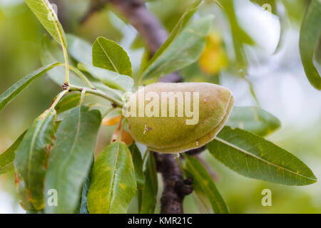 Mandel Samen am Baum in der nachmittagssonne Stockfoto