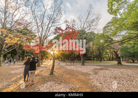 Ein paar Aufnahmen von Momiji (Ahorn) Herbstliche Farben, Herbstlaub Sonnenuntergang im Yoyogi Park (代々木公園), Shibuya ward, Tokio, Japan. Stockfoto