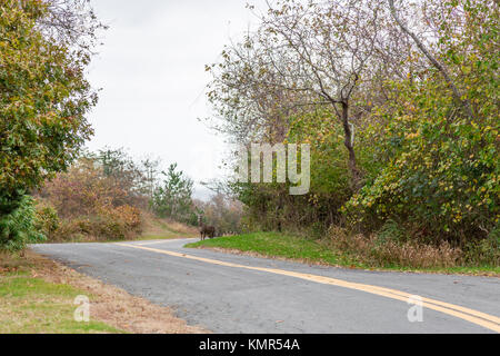 Doe stehen auf der Seite der Straße in Montauk ny Stockfoto