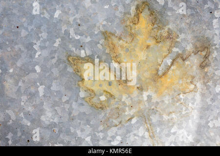 Bild von einem Blatt auf galvinzed Metall in Sag Harbor, NY Stockfoto