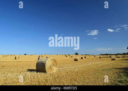 Heuballen bereit für die Ernte der landwirtschaftlichen Feld mit klaren blauen Himmel Stockfoto