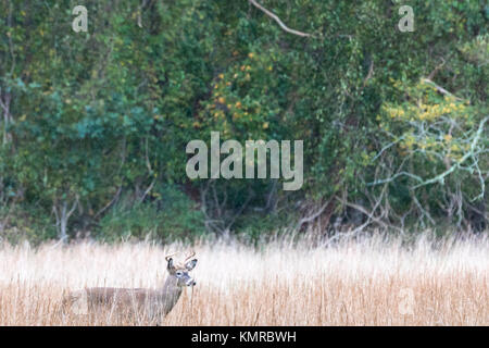 Rotwild in einem Feld in East Hampton, New York Stockfoto