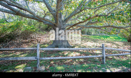 Großen alten Baum in Montauk ny Stockfoto