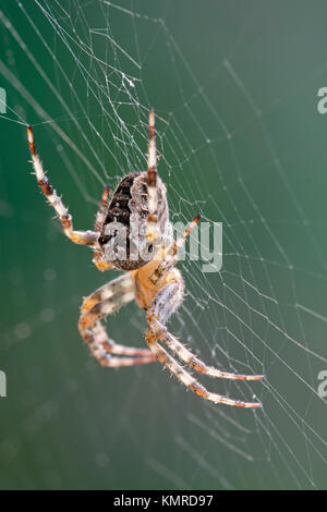 Weibliche Europäische gartenkreuzspinne Araneus diadematus im Web Stockfoto