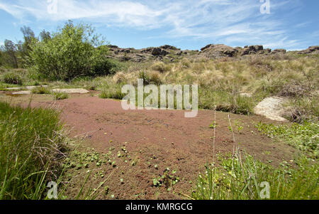 Wasser Pflanzen auf einen kleinen Bach am Cerro Blanco finden, in der Nähe von Tanti und Los Gigantes, Cordoba, Argentinien Stockfoto