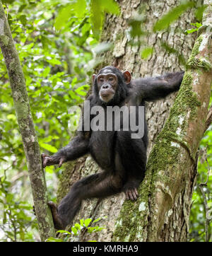 Close up Portrait von Schimpansen (Pan troglodytes) ruht auf dem Baum in den Dschungel. Kibale forest in Uganda Stockfoto