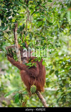 Bornesischen Orang-utan (Pongo pygmaeus) unter Regen auf den Baum in der wilden Natur. Zentrale bornesischen Orang-utan (Pongo pygmaeus wurmbii) auf dem Baum im nat Stockfoto