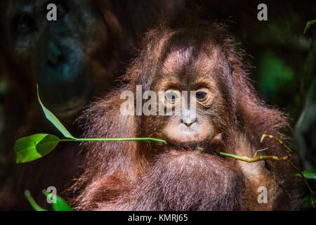 Baby Orang-utan (Pongo pygmaeus). Die Nahaufnahme Portrait von cub f des orangutanon mit grünem Blatt auf dem dunklen Hintergrund. Bornesischen Orang-utan (Pongo py Stockfoto