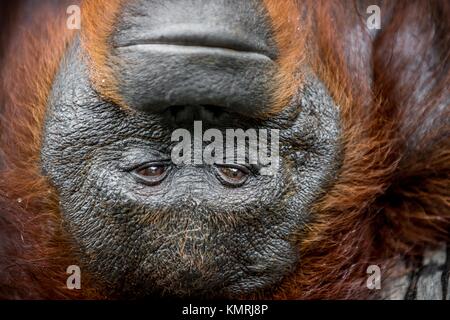Eine Nahaufnahme Portrait der Orang-utan (Pongo pygmaeus) in einem kurzen Abstand in der wilden Natur. Insel Borneo. Indonesien. Stockfoto
