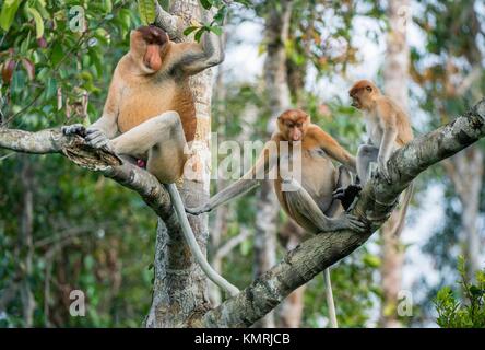 Familie von Nasenaffen in einem Baum. Proboscis Affen (Nasalis larvatus) sitzt auf einem Baum in der Natur grün auf Borneo. Regenwald der Insel Borneo. Ich Stockfoto
