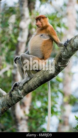 Süße männliche Proboscis Affen (Nasalis larvatus) sitzt auf einem Baum in der Natur grün auf Borneo, Indonesien. Stockfoto