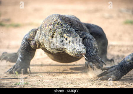 Angriff eines Komodo Drache. Der Drache, der auf Sand. Die laufenden Komodo Waran (Varanus komodoensis). Ist der größte lebende Echse der Welt. Stockfoto