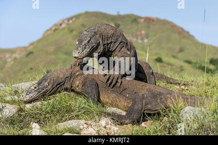 Der Komodo Drachen kämpfen um die Vorherrschaft. Die Komodo Waran (Varanus komodoensis), auch als die Komodo Monitor genannt, ist die größte lebende Echse in Stockfoto