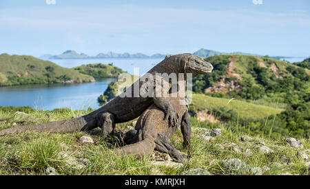 Der Komodo Drachen kämpfen um die Vorherrschaft. Die Komodo Waran (Varanus komodoensis), auch als die Komodo Monitor genannt, ist die größte lebende Echse in Stockfoto