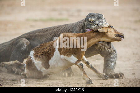 Der Drache Angriffe. Komodo Dragon Angriffe der Beute. Der Komodo Drachen, Varanus komodoensis, ist das größte lebende Echse der Welt. Auf der Insel Ri Stockfoto