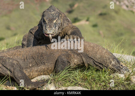 Der Komodo Drachen kämpfen um die Vorherrschaft. Die Komodo Waran (Varanus komodoensis), auch als die Komodo Monitor genannt, ist die größte lebende Echse in Stockfoto