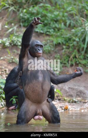 Bonobo auf ihre Beine mit einem Cub auf einer zurück und Hand. Der Bonobo (Pan paniscus). Demokratische Republik Kongo. Afrika Stockfoto