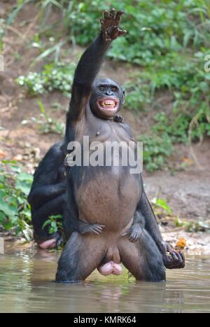 Bonobo auf ihre Beine mit einem Cub auf einer zurück und Hand. Der Bonobo (Pan paniscus). Demokratische Republik Kongo. Afrika Stockfoto