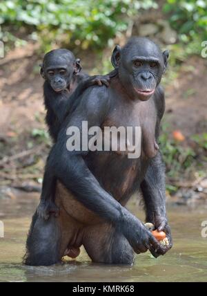 Bonobo auf ihre Beine im Wasser mit einem Cub auf einem zurück. Der Bonobo (Pan paniscus). Demokratische Republik Kongo. Afrika Stockfoto
