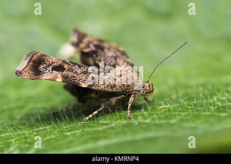 Brennnessel Anthophila fabriciana Motte (Tippen) in Ruhe auf einem nesselblatt. Cabragh Feuchtgebiete, Thurles, Tipperary, Irland. Stockfoto