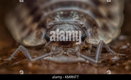 Gemeinsame glänzend Woodlouse (Oniscus asellus) in der Nähe von Erwachsenen auf der Unterseite der Baumrinde. Cahir, Tipperary, Irland. Stockfoto