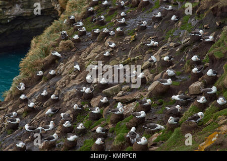 Große Gruppe von schwarz-tiefsten Albatross (thalassarche melanophrys) nisten in den Klippen von saunders Island in den Falkland Inseln. Stockfoto