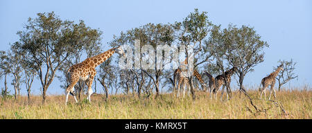 Die Giraffen Spaziergänge auf Savanne. Uganda. Queen Elizabeth National Park. Uganda. Afrika. Stockfoto