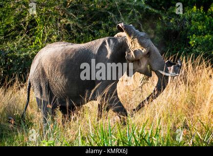 Großen Afrikanischen Elefanten (Loxodonta Africana) schüttelt den Kopf im Zorn. Afrika. Stockfoto