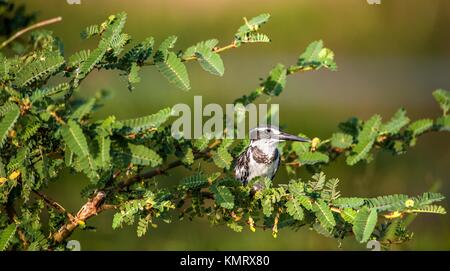 Die Pied Kingfisher (Ceryle rudis) sitzt auf einem Ast. Von grünem Laub Hintergrund. Afrika Stockfoto