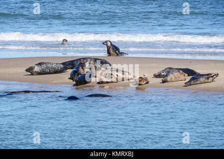 Graue Dichtungen mitgeführt und auf StrandWaxham Beach, Norfolk, Großbritannien Stockfoto