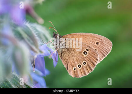 Ringel Schmetterling Aphantopus hyperantus Stockfoto