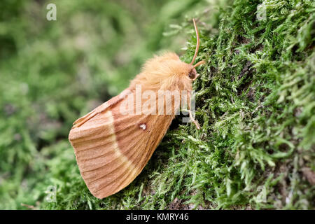 Oak Eggar Lasiocampa quercus Motte Stockfoto