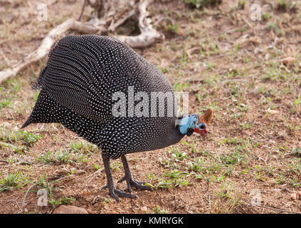 Behelmte Perlhühner Stockfoto