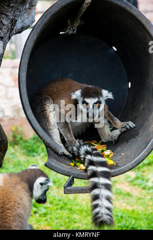 Wenig Lemuren ist Essen sein Essen auf einen hängenden Eimer Stockfoto