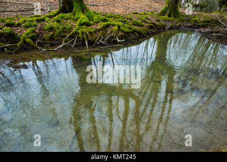 Buchenwald, Otzarreta Buchenwald, Gorbeia Naturpark, Bizkaia, Baskenland, Spanien, Europa Stockfoto