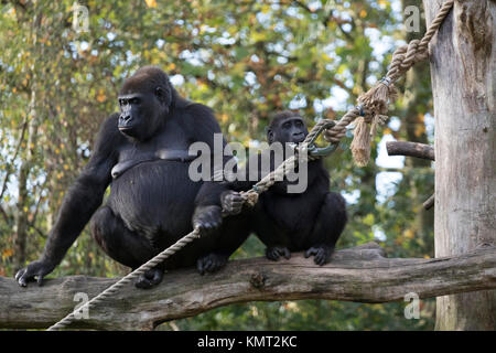 Mutter und Sohn Gorilla sitzen auf einem großen Baum Zweig Stockfoto