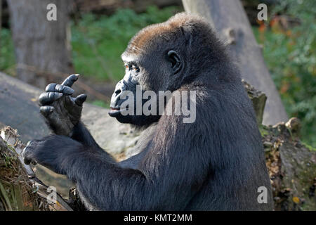 Portrait von westlichen Flachlandgorilla an seinem Finger suchen Stockfoto
