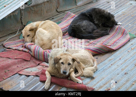 Indische Straße Hunde schlafen auf Matten in Mcleod Gani. Indien hat eine große Bevölkerung von streunenden Hunden, viele von ihnen gesund und gut gefüttert Stockfoto