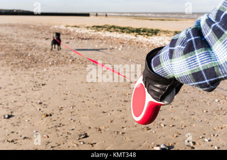 Staffordhire Bull Terrier Hund an der Leine, extentable oder am Strand auf Sand in Kent führen, Minnis Bay, Großbritannien im Winter Stockfoto