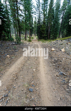 Feldweg führt durch den Bergwald zu Vulkanen in den Lassen Volcanic National Park. Stockfoto