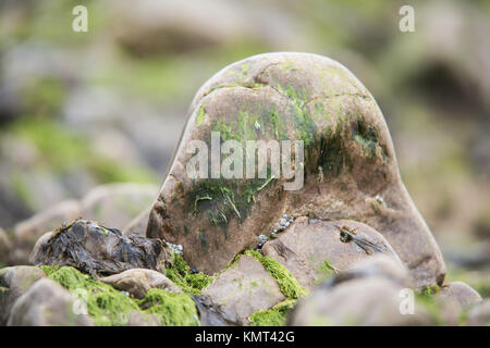 Nasse Meer Felsen bedeckt mit grünen Algen - Küstenlandschaft Hintergrund Stockfoto