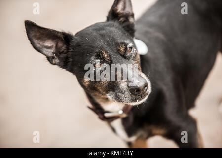 Alte deprimiert aufgegeben und Müde schwarzer Hund mit traurigen Augen warten auf Besitzer zu kommen Zurück Stockfoto