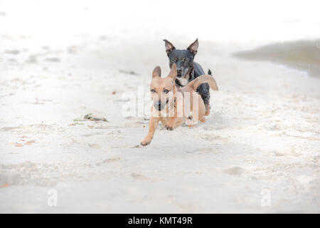Freudiger Hund jagen an einem Strand - Zwei glückliche Hunde spielen Stockfoto