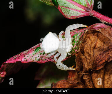 White Crab Spider oder weiße Blume Spinne (Thomisus californica), Far North Queensland, Australien Stockfoto