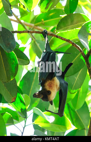 Spectacled Flying Fox oder Spectacled Obst bat (Pteropus conspicillatus), ist ein megabat, die in Queensland, Australien leben Stockfoto