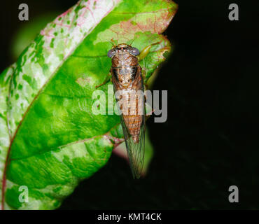 Zikade, Far North Queensland, Australien Stockfoto
